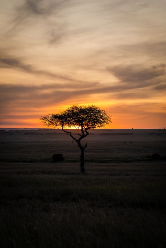 Sunset on the savannah, Kenya