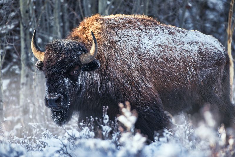 Bison in the snow