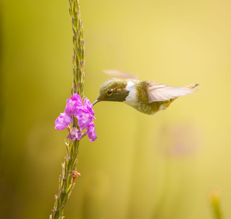 Hummingbird in flight