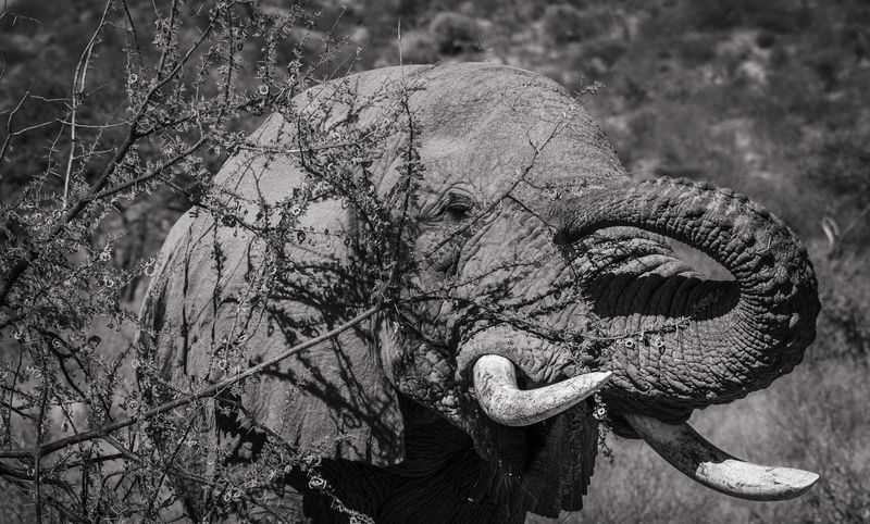 African elephant