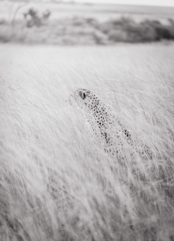 Cheetah