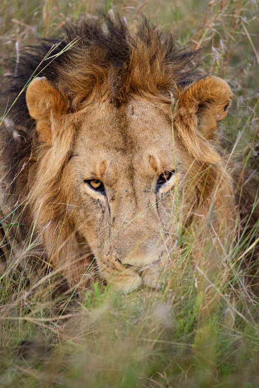 Lion in the grass, Kenya