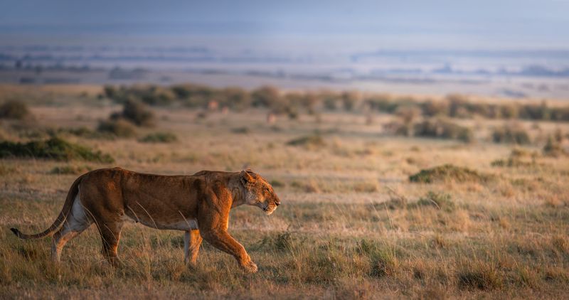 Lioness on the savannah