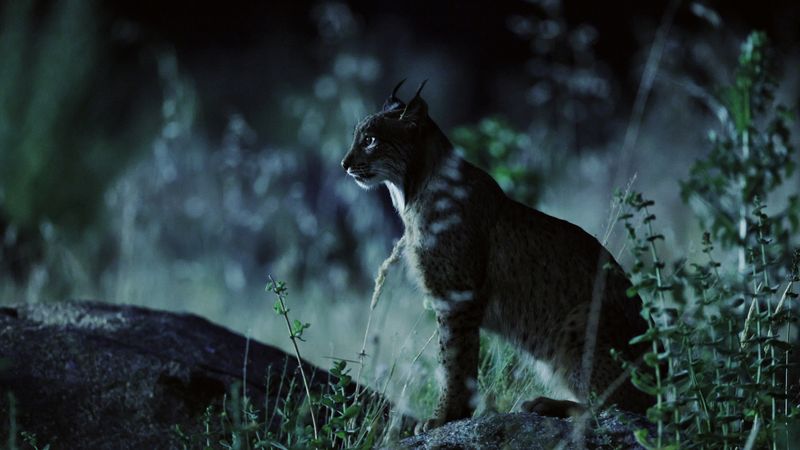 Iberian lynx at night