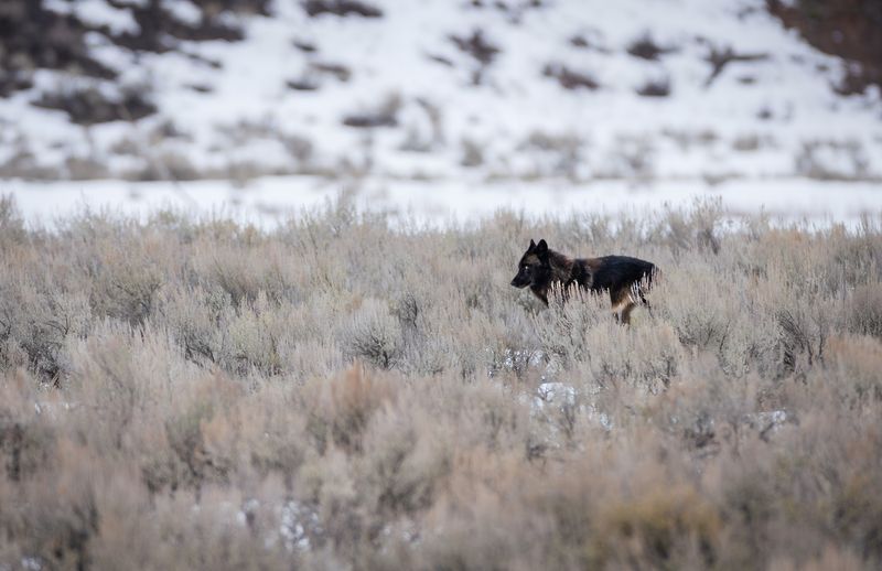 Black wolf, Yellowstone