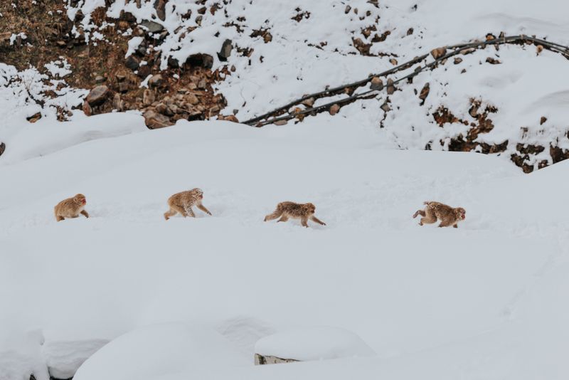 Snow monkeys