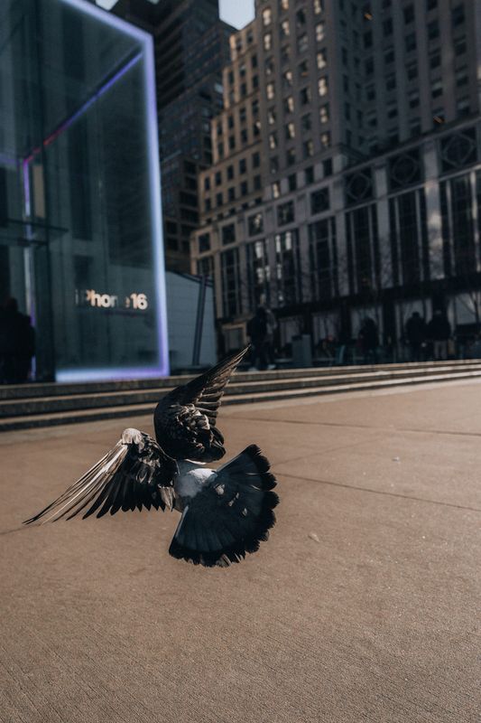 Pigeon among skyscrapers, New York