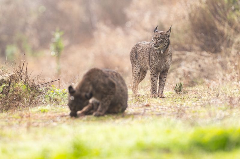 Pair of Iberian lynx