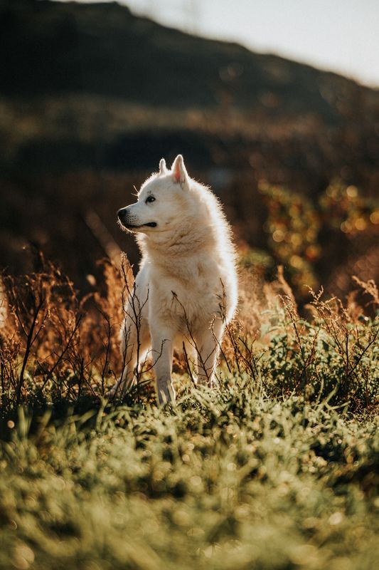 Dog at sunset