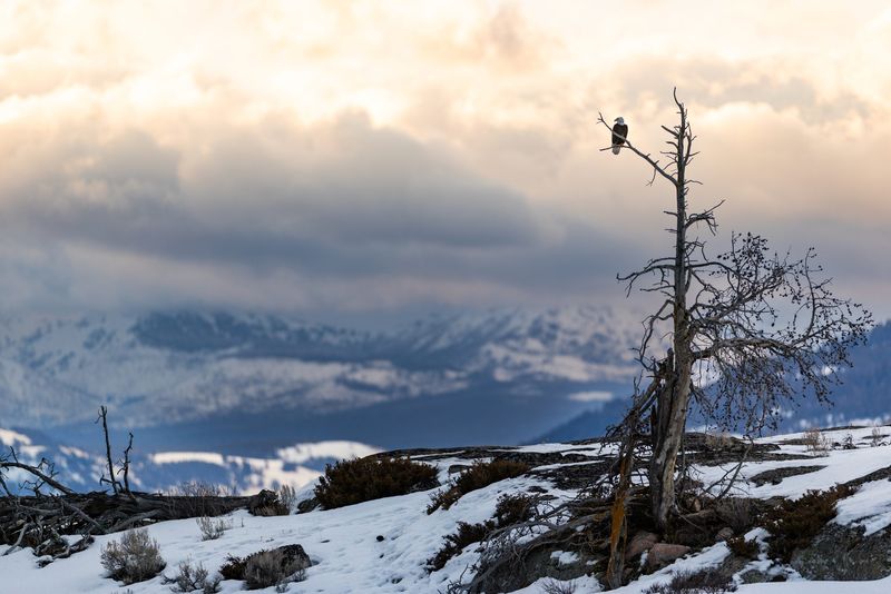 Bald eagle