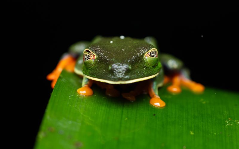 Tree frog, Costa Rica