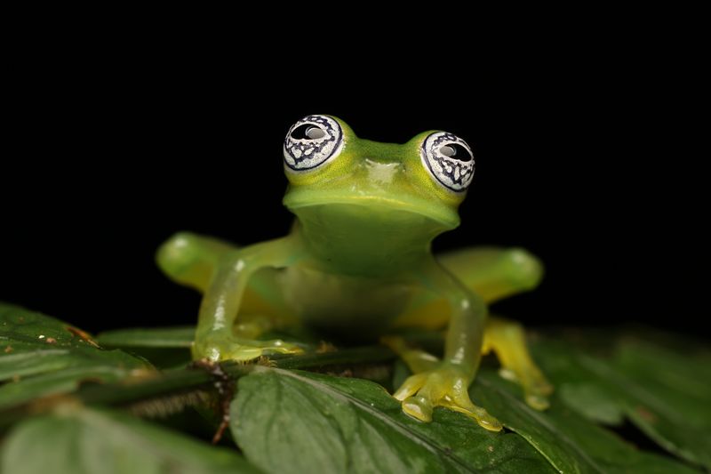 Glass frog, Costa Rica