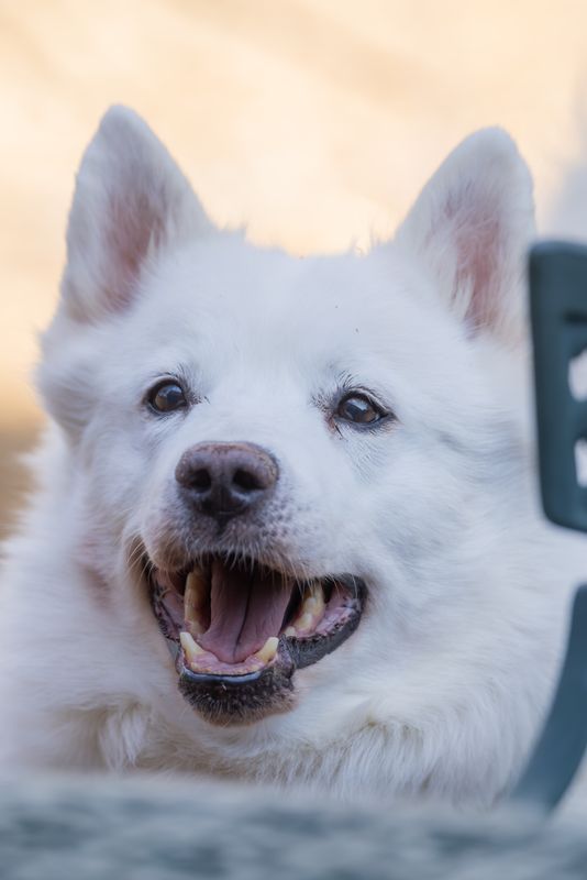 Dog portrait