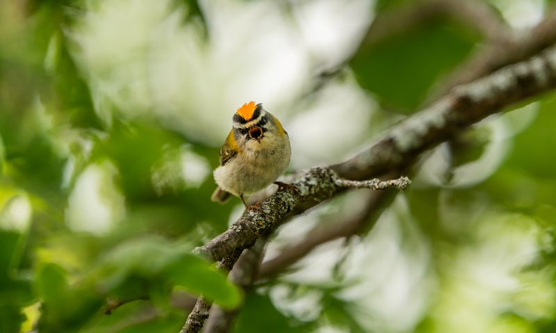 Kinglet