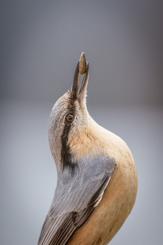 Eurasian nuthatch