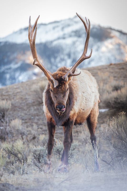 Elk