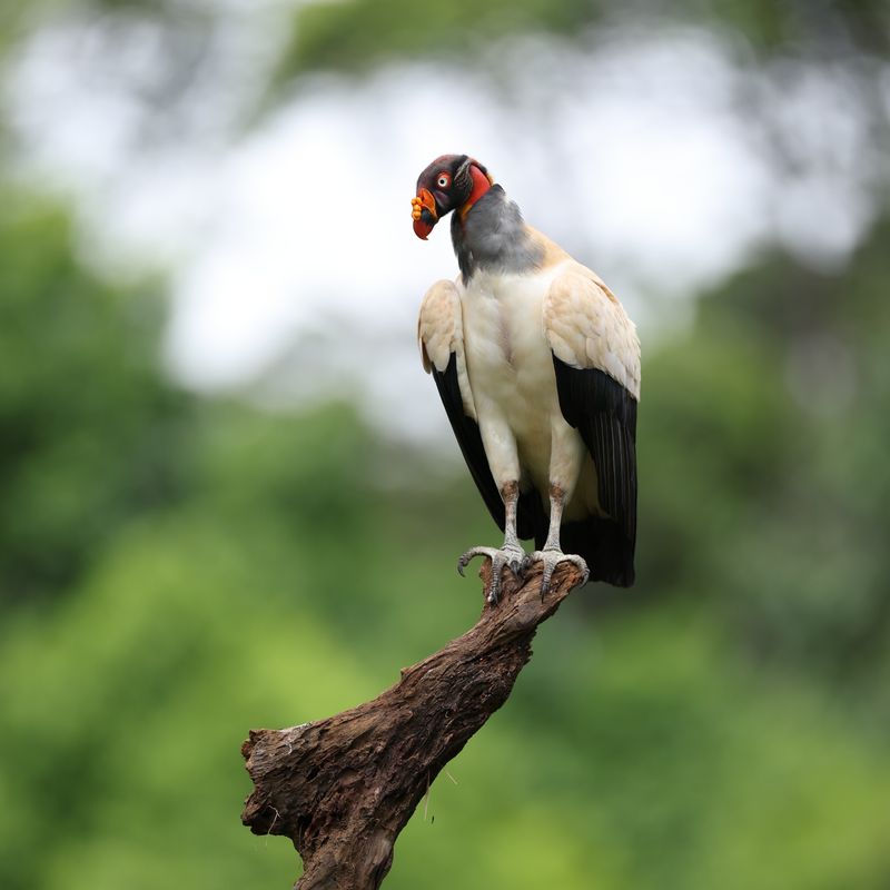King vulture, Costa Rica