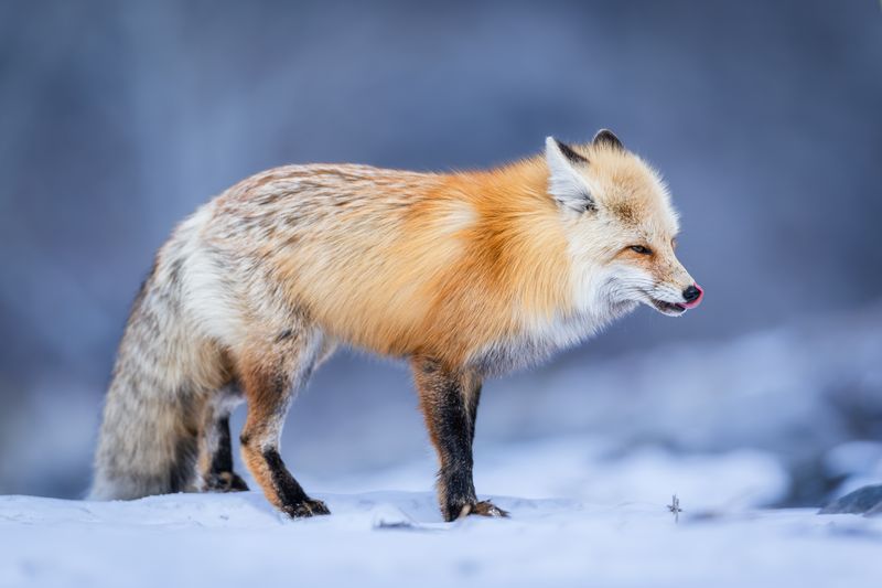 Red fox in the snow